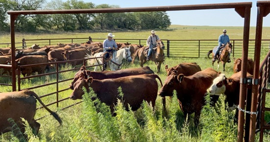 University Beef: NU program takes farm-to-table to a new level